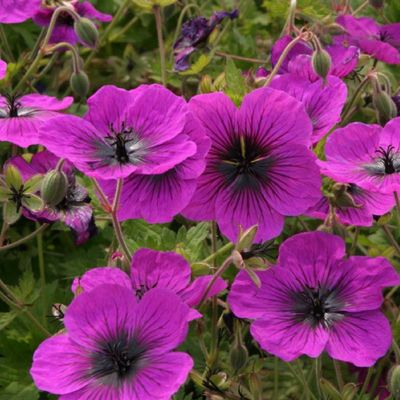 Geranium 'Dragon Heart'® (='Bremdra')