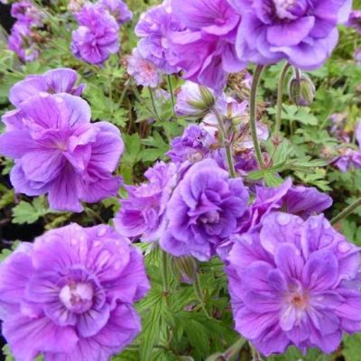 Geranium himalayense ‘Plenum’