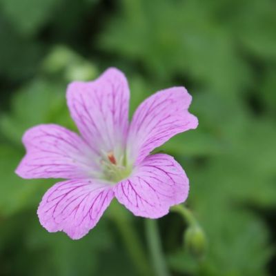 Geranium oxonianum ‘Rose Clair’