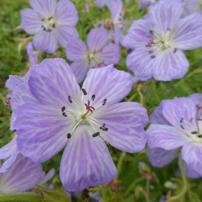 Geranium pratense ‘Mrs Kendall Clark’