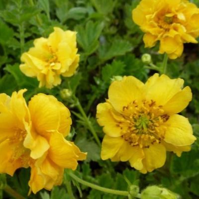 Geum chiloense ‘Lady Stratheden’