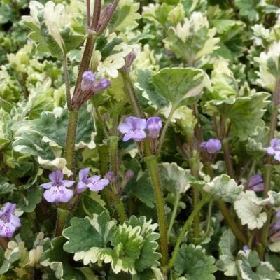 Glechoma hederacea ‘Variegata’