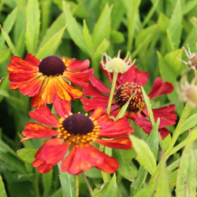 Helenium ‘Rubinzwerg’