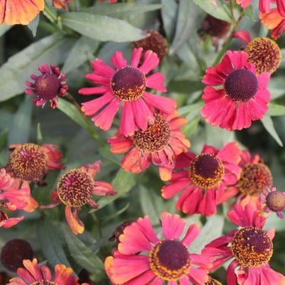 Helenium 'Red Jewel'