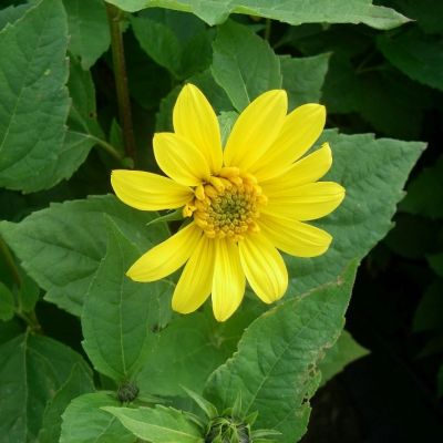 Helianthus decapetalus ‘Capenoch Star’