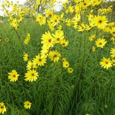 Helianthus salicifolius