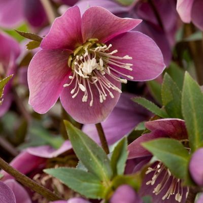 Helleborus purpurascens