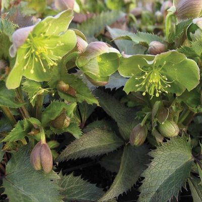 Helleborus sternii