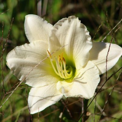 Hemerocallis ‘Light The Way’