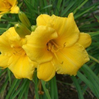 Hemerocallis ‘Mini Stella’