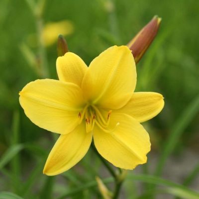 Hemerocallis 'Lemon Bells'