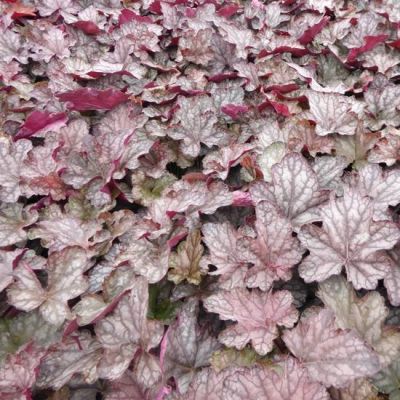 Heuchera ‘Cascade Dawn’