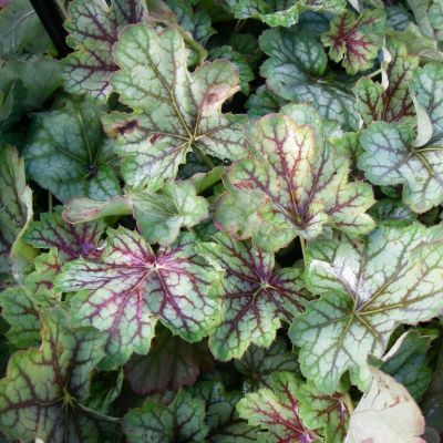 Heuchera ‘Green Spice’®