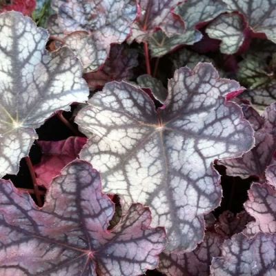 Heuchera ‘Pewter Moon’