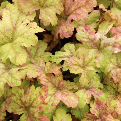 Heucherella 'Alabama Sunrise'®