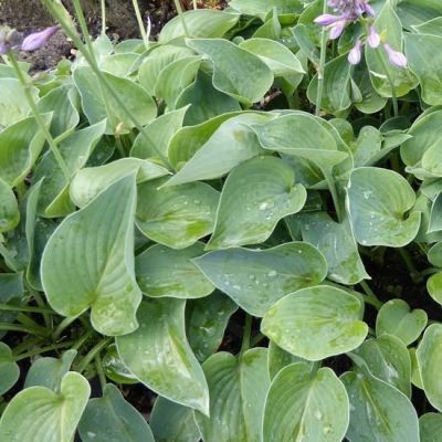 Hosta ‘Blue Cadet’