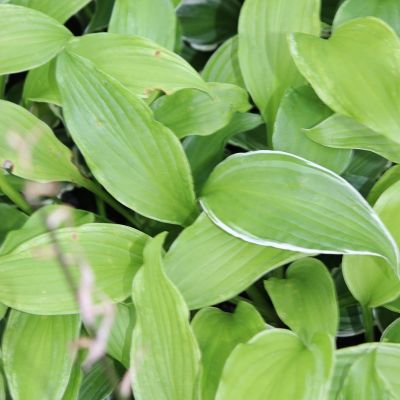 Hosta undulata 'Albomarginata’