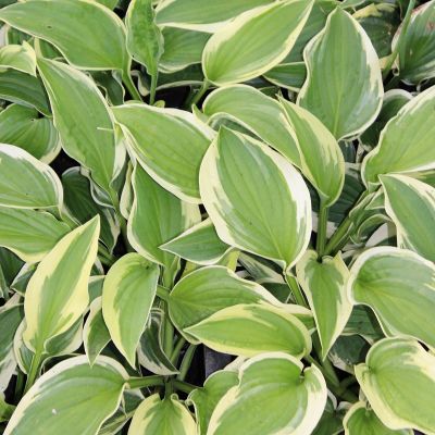 Hosta ‘Wide Brim’