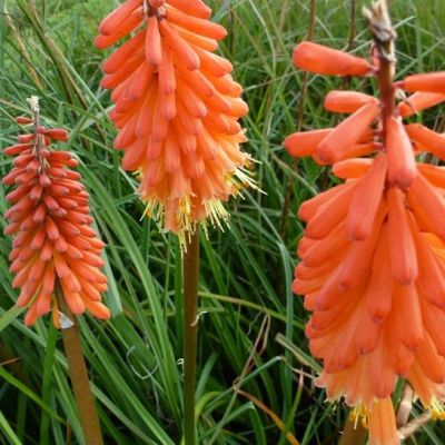 Kniphofia ‘Alcazar’