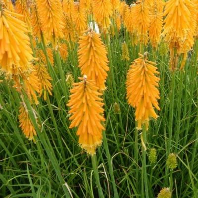 Kniphofia 'Mango Popsicle'®