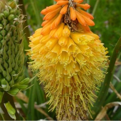 Kniphofia uvaria ‘Royal Castle’