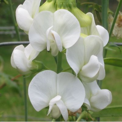 Lathyrus latifolius ‘White Pearl’