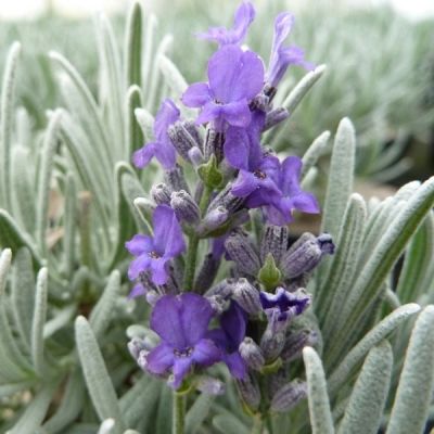 Lavandula ‘Richard Gray’