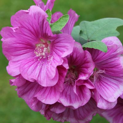 Lavatera ‘Bredon Springs’