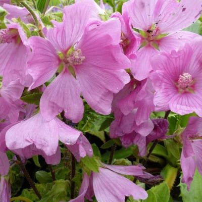 Lavatera ‘Burgundy Wine’