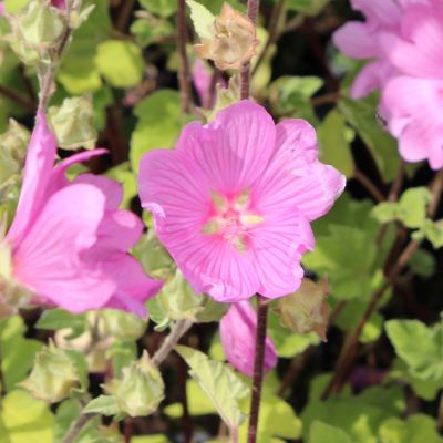 Lavatera ‘Candy Floss’