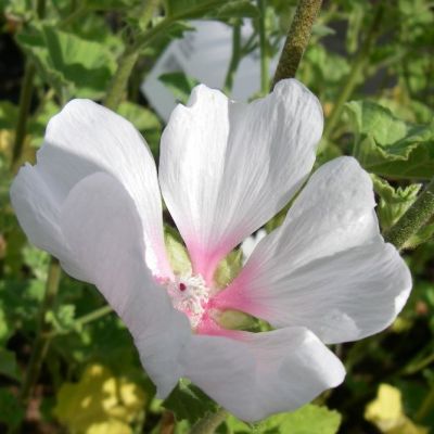 Lavatera ‘Frederique’®