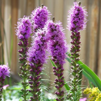 Liatris spicata ‘Kobold’