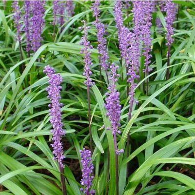 Liriope muscari