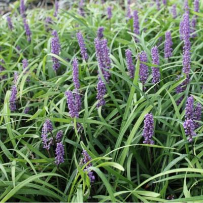 Liriope muscari 'Moneymaker'