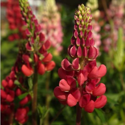 Lupinus ‘Gallery Red’