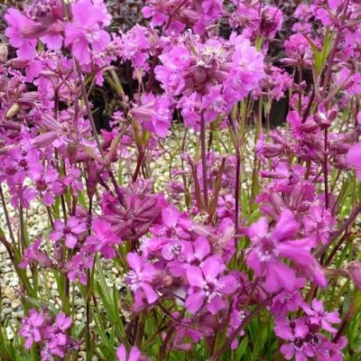 Lychnis viscaria ‘Splendens’