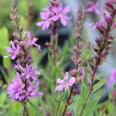 Lythrum salicaria