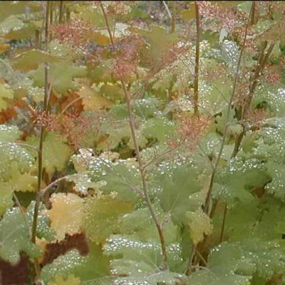 Macleaya microcarpa ‘Kelway 's Coral Plume’