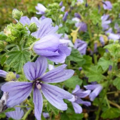 Malva sylvestris ‘Primley Blue’