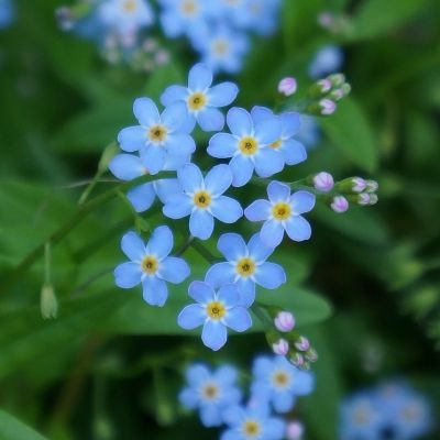 Myosotis sylvatica ‘Indigo Blue’