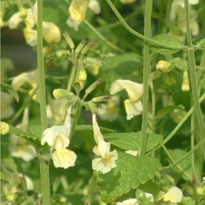 Nepeta govaniana