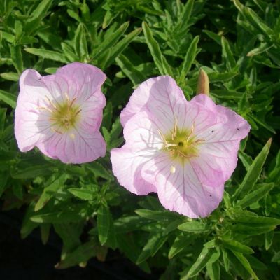 Oenothera speciosa ‘Siskiyou’