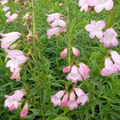 Penstemon ‘Apple Blossom’