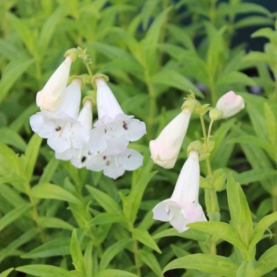 Penstemon ‘White Bedder’