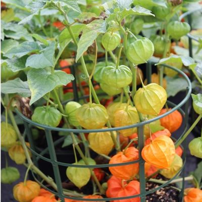 Physalis alkekengi 'Franchetii'