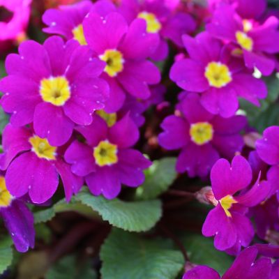 Primula juliae ‘Wanda’