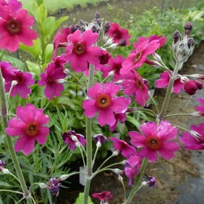 Primula pulverulenta