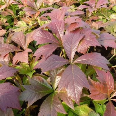 Rodgersia podophylla ‘Braunlaub’