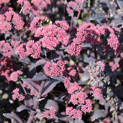 Sedum 'José Aubergine'