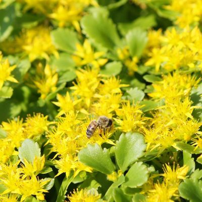 Sedum kamtschaticum